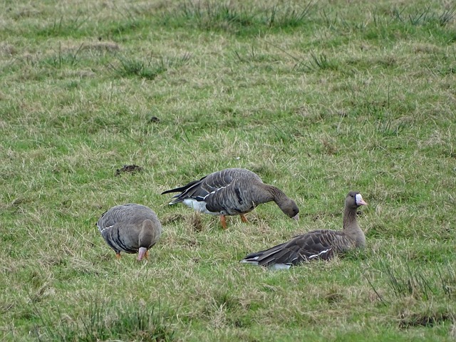 引进先进科 引进先进科