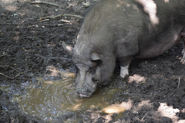 内表现出的 内表现出的
