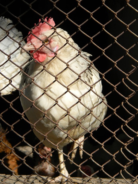 20-21賽季德甲聯賽第34輪比賽集錦.